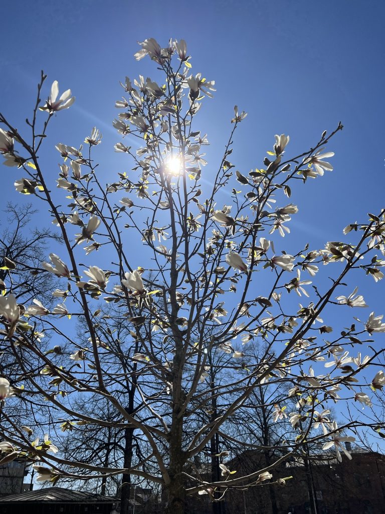 Magnoliaträd i vårsolen