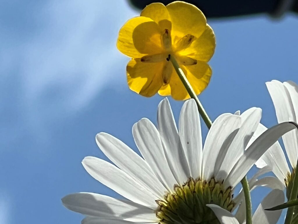 Låt oss zooma in på smörblomman!